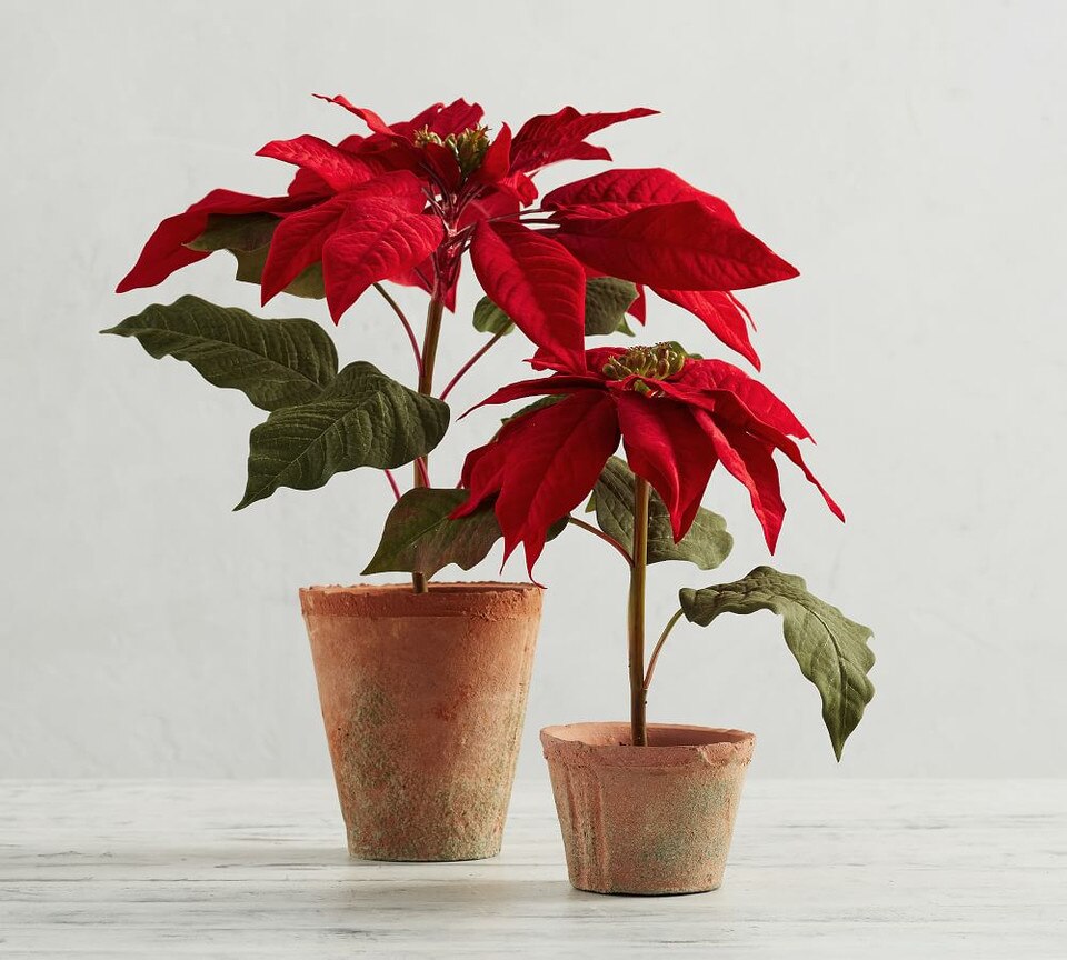 Faux Potted Poinsettias Red Pottery Barn Australia
